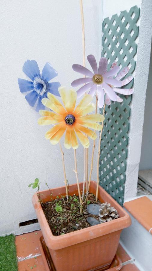 Apartament Pardela