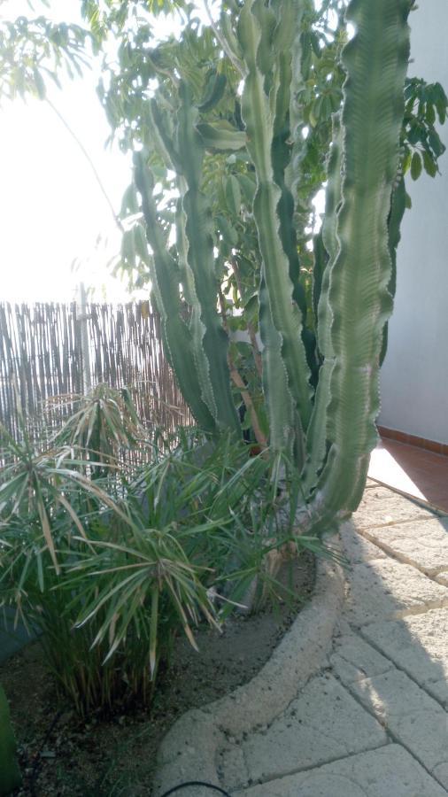 Appartement Pardela Costa Adeje (Tenerife)